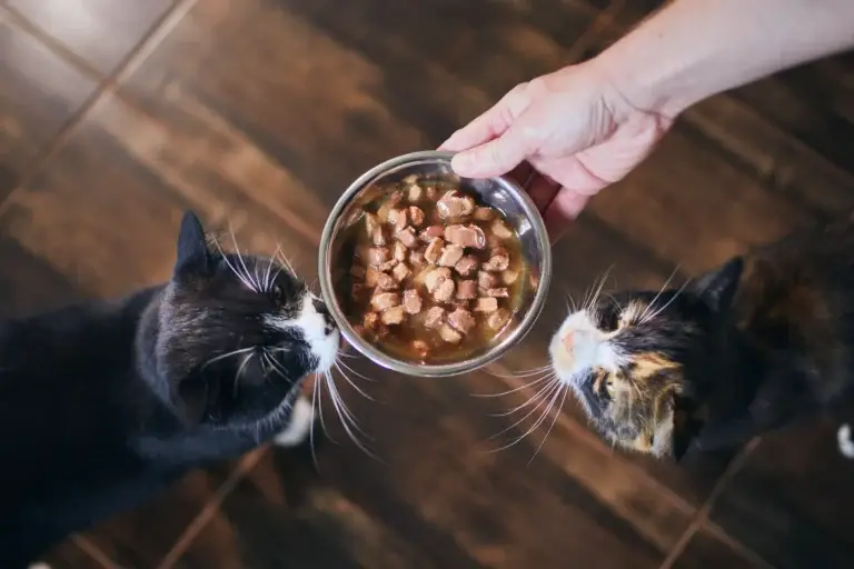 Alimentation naturelle pour chiens et chats : principes et bénéfices