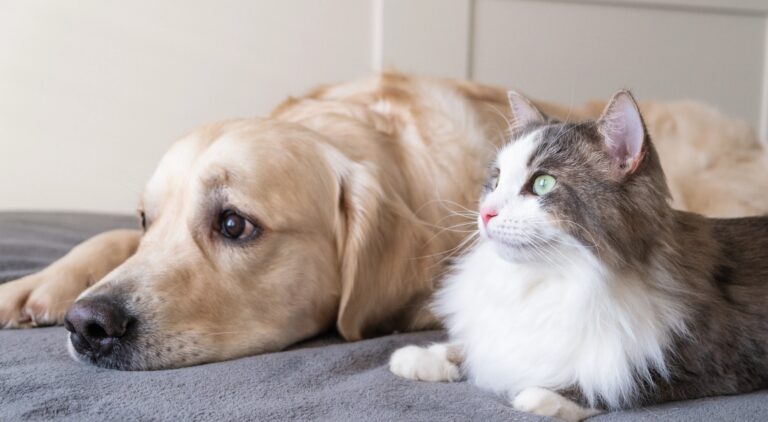 Mon chien ou mon chat mange moins : faut-il s’inquiéter