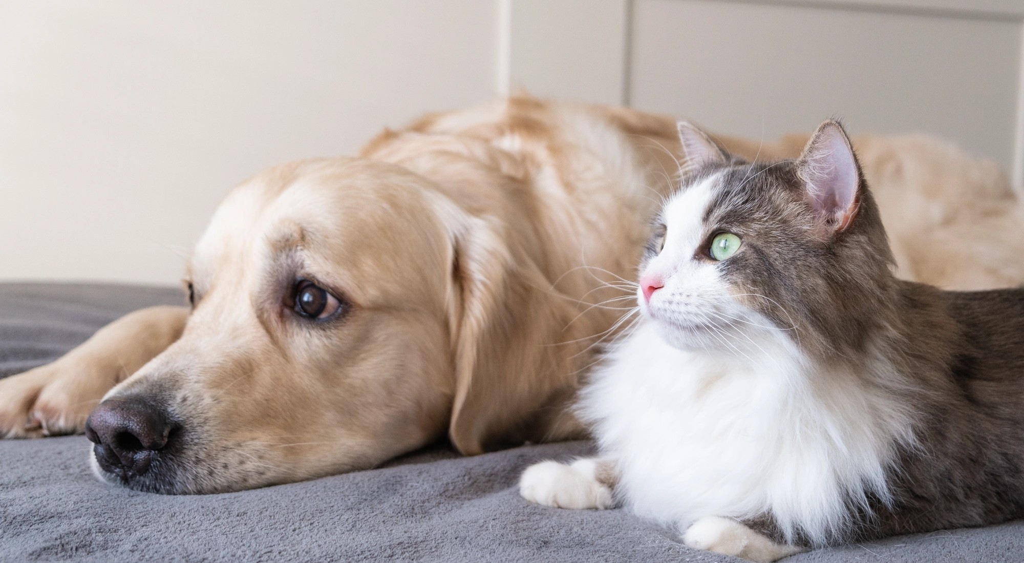 Mon chien ou mon chat mange moins : faut-il s’inquiéter