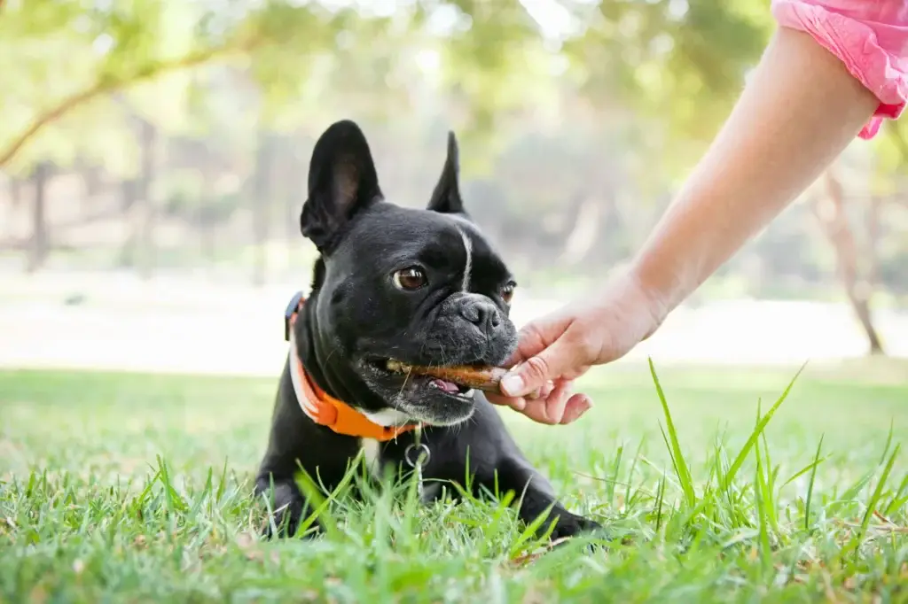 Chaleur et alimentation : adapter les repas du chien et du chat