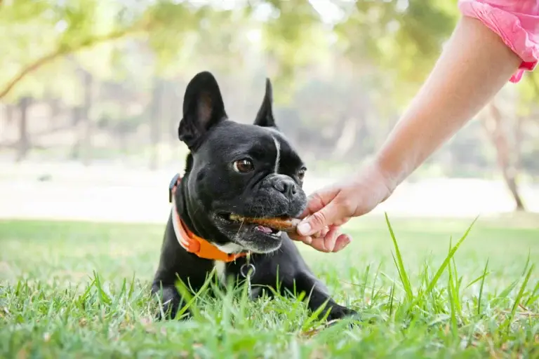 Chaleur et alimentation : adapter les repas du chien et du chat