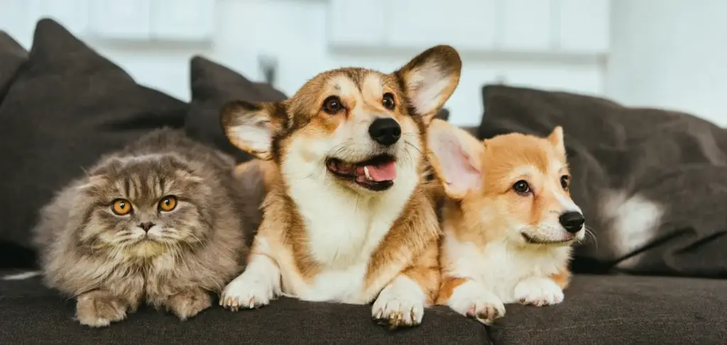 Bien nourrir son chien ou son chat à la rentrée