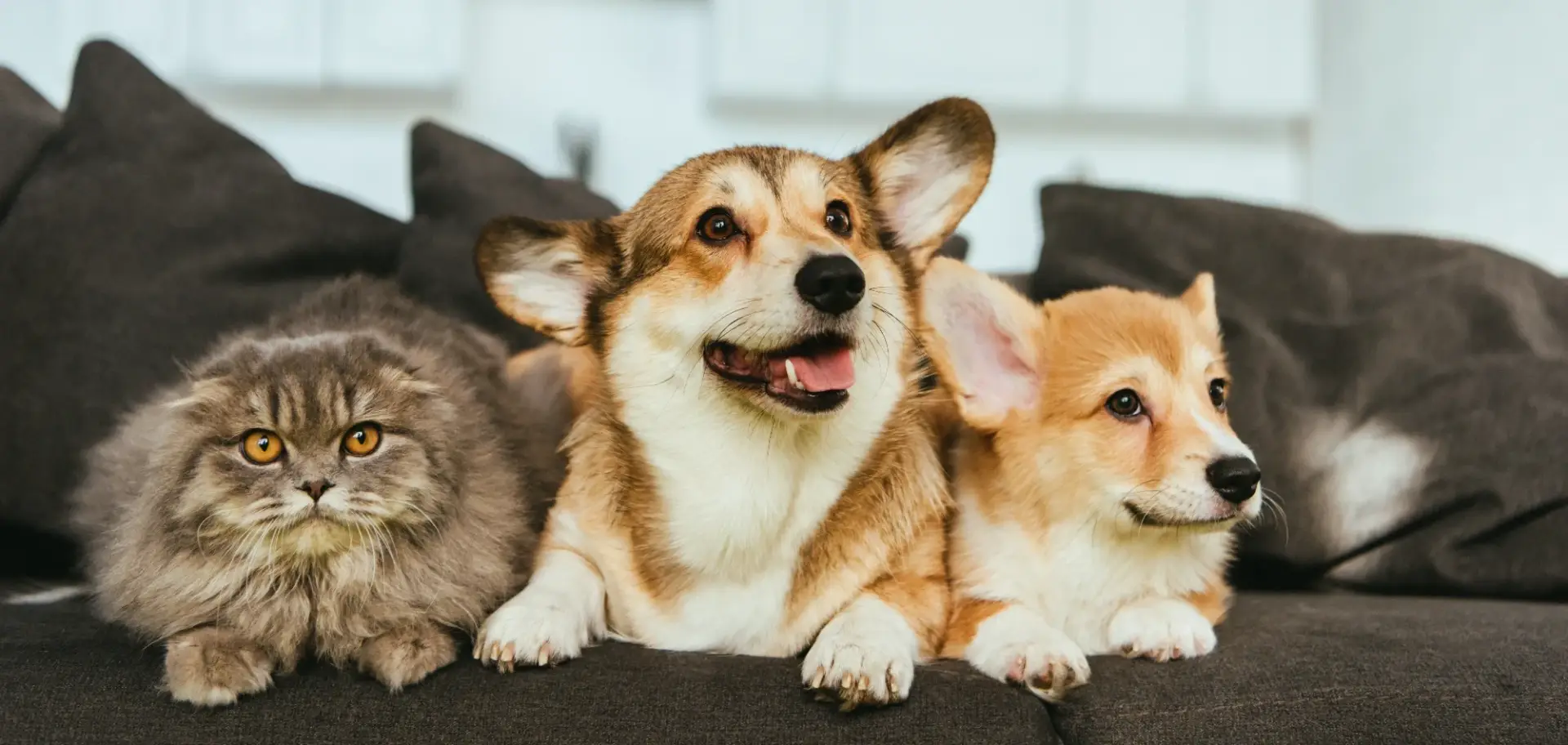 Bien nourrir son chien ou son chat à la rentrée