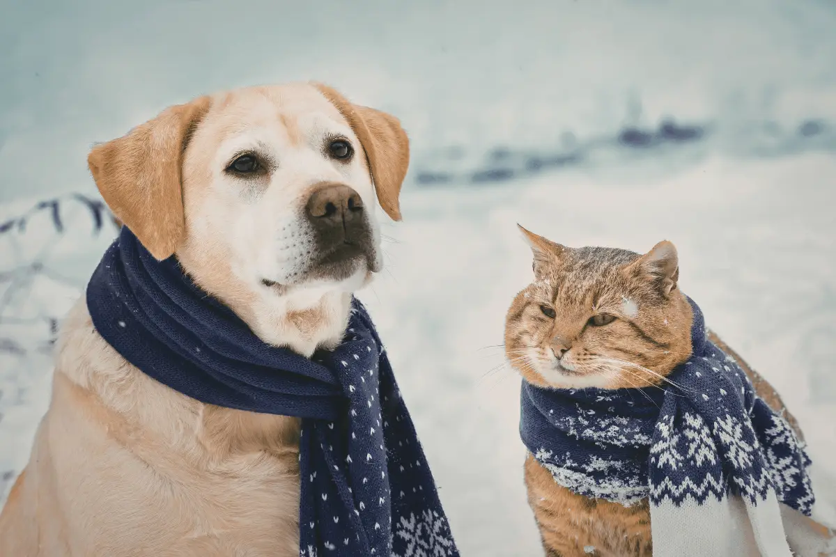 Bien nourrir son chien ou son chat en hiver