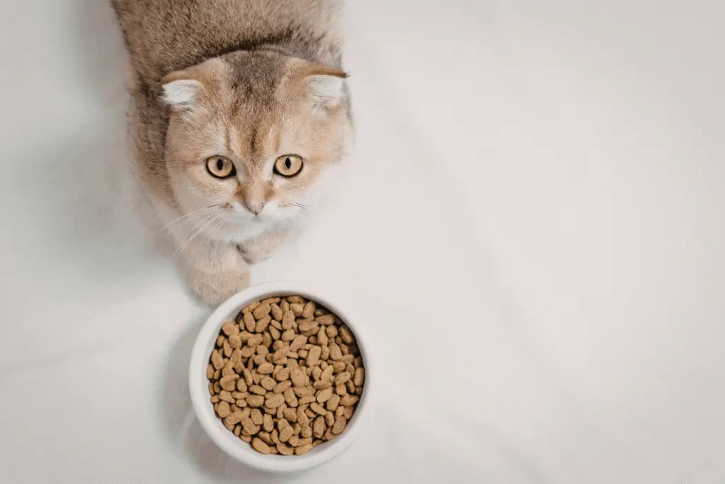 Pelage terne et démangeaisons chez le chien et le chat